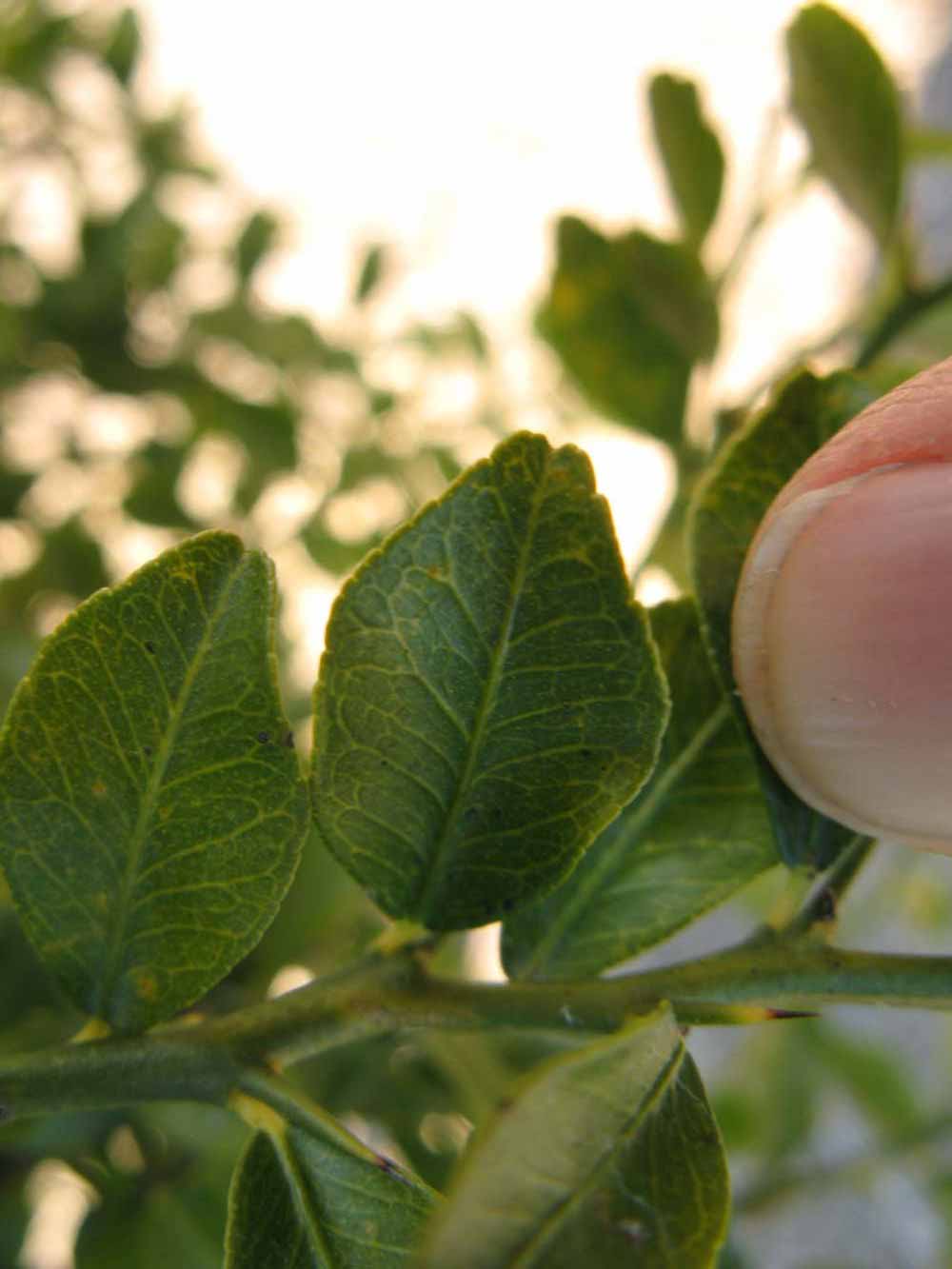            Unifoliolate leaf of  Microcitrus australasica          (Winter Haven, FL)   